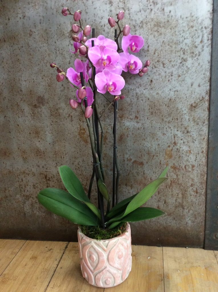 Orchidée 2 branches