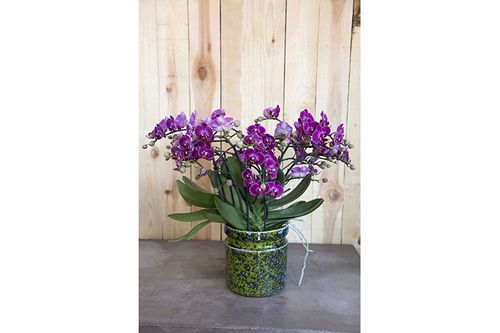 Orchidée Bellissimo