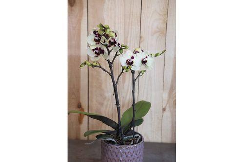 Orchidée moyenne 2 tiges