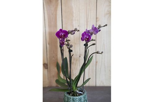Orchidée pot 9cm