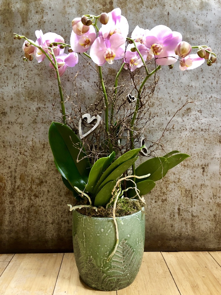 Montages d'orchidées