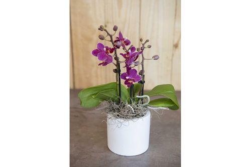 Orchidée mini 