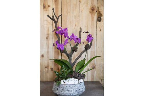 Vasque d'Orchidées 